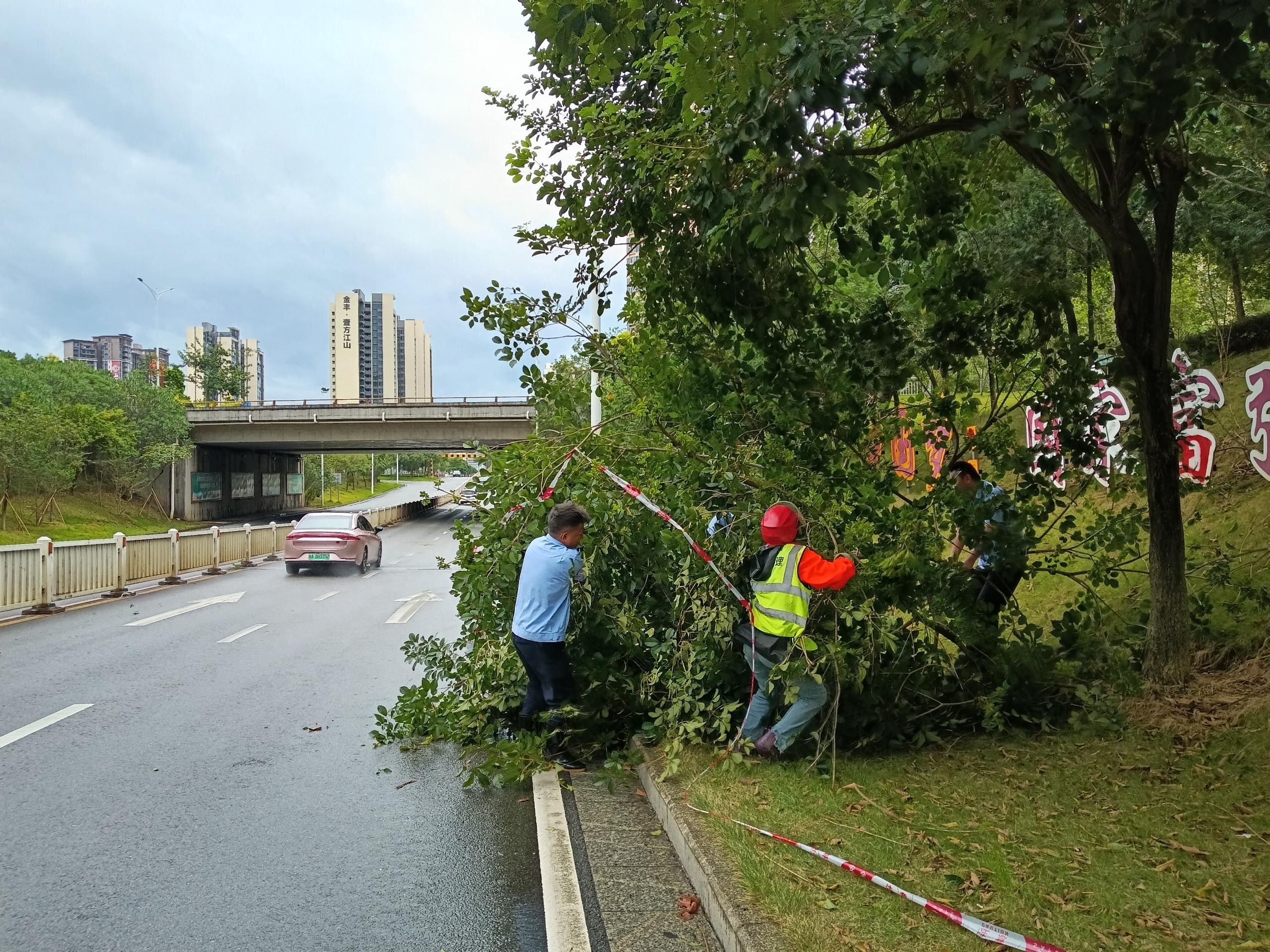 東城街道綜合行政執(zhí)法辦連同園林組處理倒伏樹(shù)木.jpg